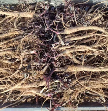 甘肃省华亭市河西镇独活产地