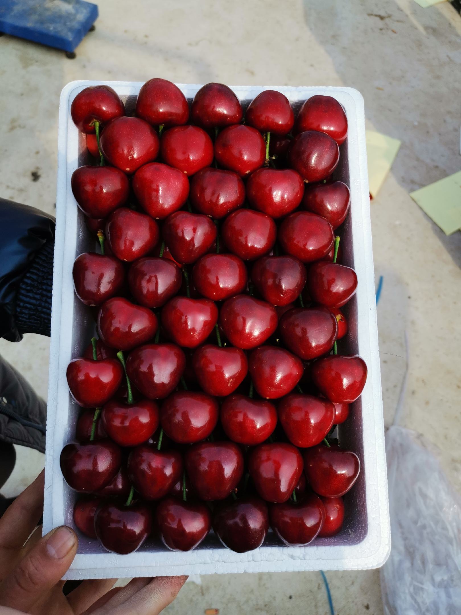 辽宁大连美早大樱桃产地直发