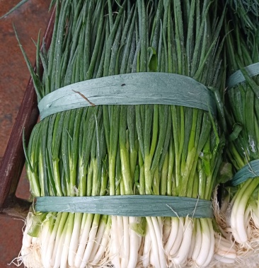云南香葱黑葱白葱产地直销常年直供加工清洗一条龙服