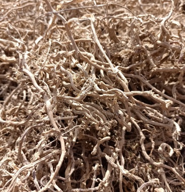 绞股蓝根七叶绞股蓝干根平利绞股蓝基地直销绞股蓝