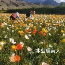 黑麦草狗牙根早熟禾高羊茅二月兰等各种草花草籽