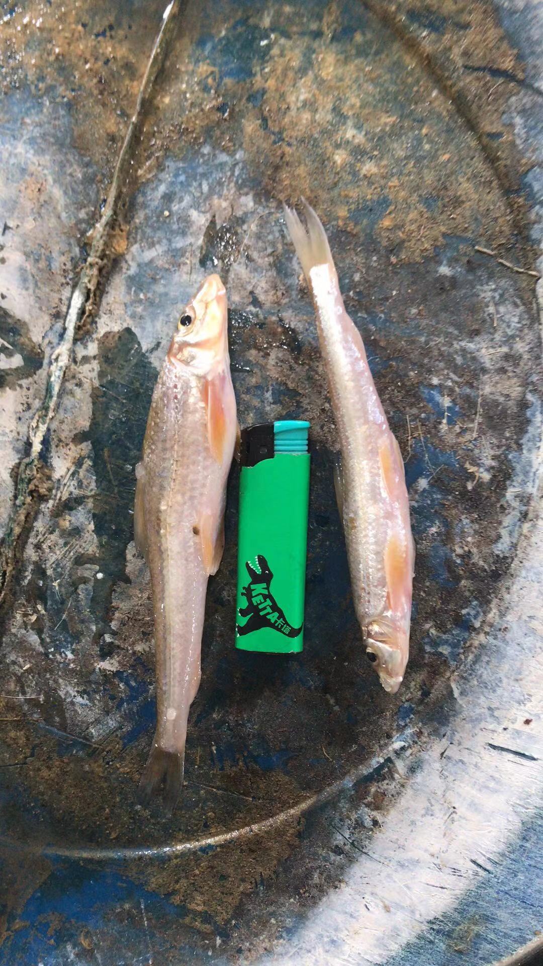 [棍子鱼批发]棍子鱼!船丁子!棒棒鱼!价格25.00元/斤 - 一亩田