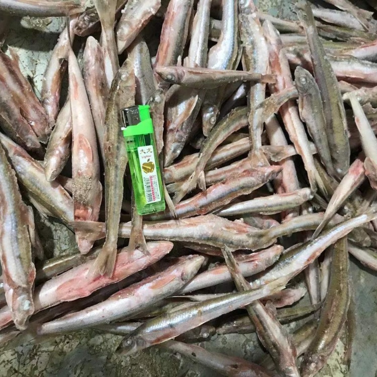船丁子!棒棒鱼!价格25.00元/斤 - 一亩田