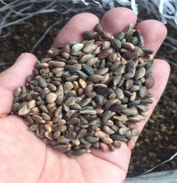 新采黑松种子 苗木行道树种子 油松马尾松种子松树林木绿化