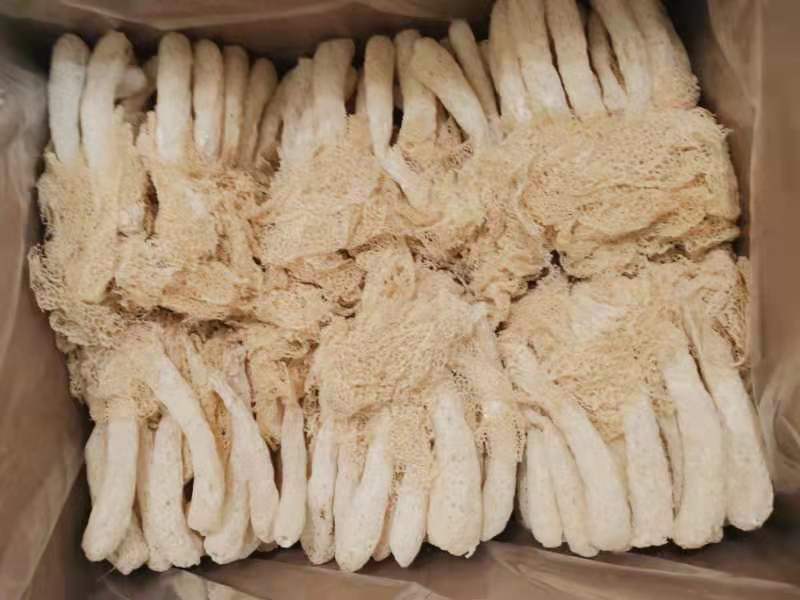 长裙竹荪新鲜采摘特写