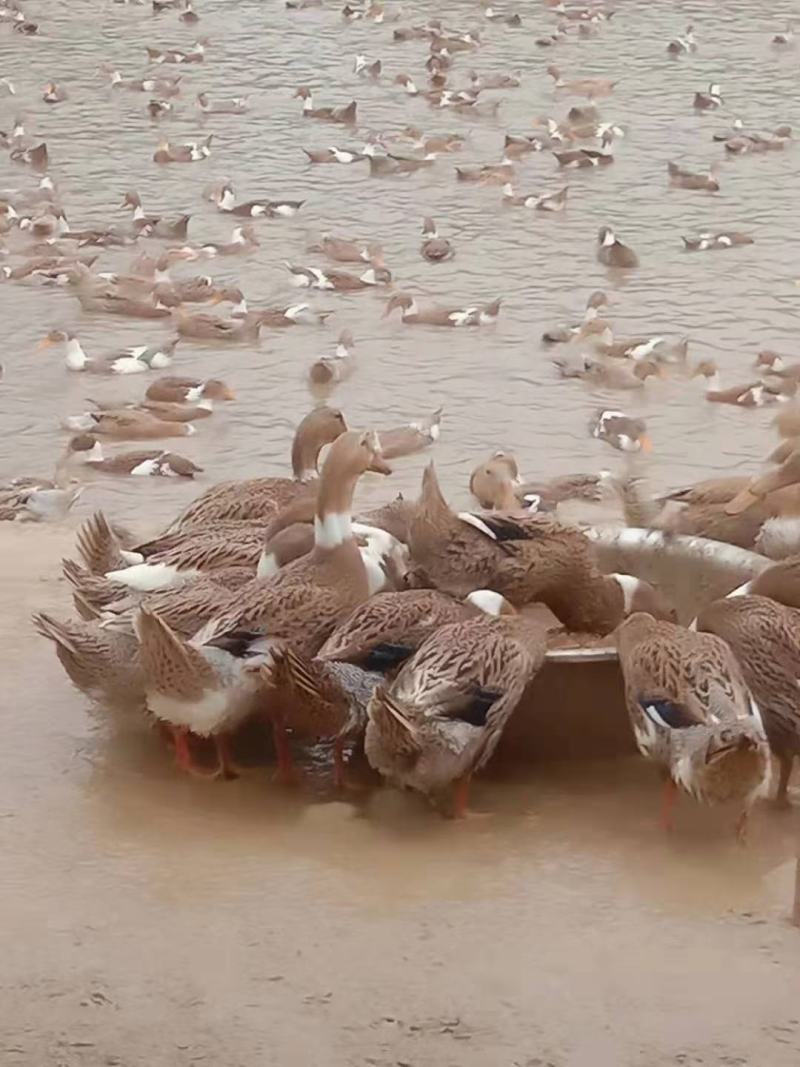 绍兴白脖鸭图片