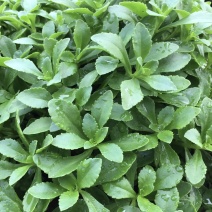 高钙菜、养心菜、费菜、救心菜，景天三七。