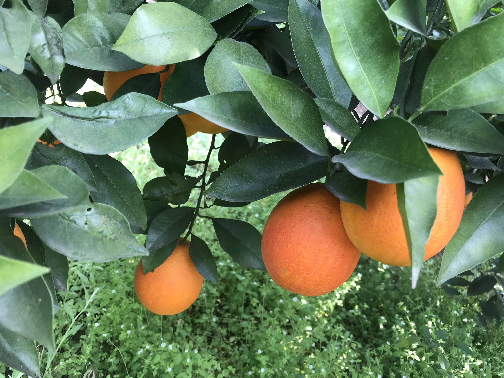 一片阳光照耀下的血橙果园,树上挂满果实,部分已呈现暗红色外皮,农民正在手工采摘,地面铺有收集布,远处可见丘陵地貌和蓝天白云 血橙果园全景