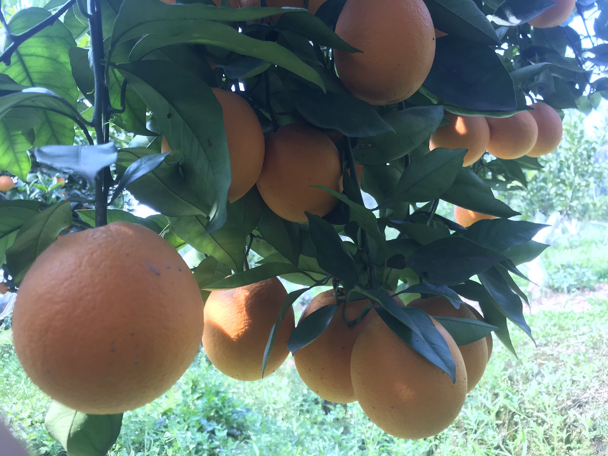 展示一名技术人员正在对成年血橙树进行夏季修剪作业,手持修枝剪去除内膛密集枝条,阳光透过树叶形成斑驳光影,背景可见挂果状态良好的相邻果树 血橙夏季修剪现场图