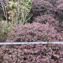 红花继木球球形好观赏性好易养活养护容易