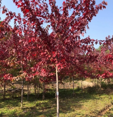 东北抗寒美国红枫胸径36公分红枫行道树景区绿化红枫