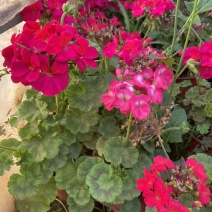 天竺葵工地绿化种植