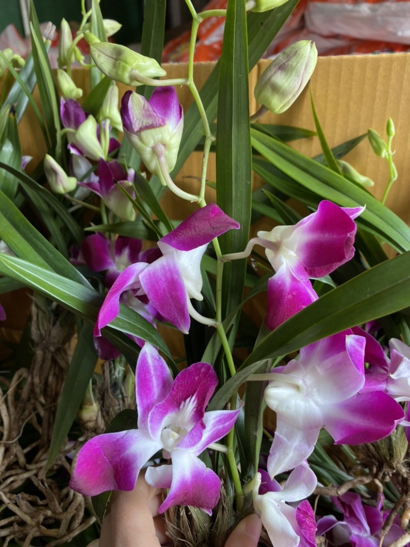 美人兰花新鲜盆景植物兰花