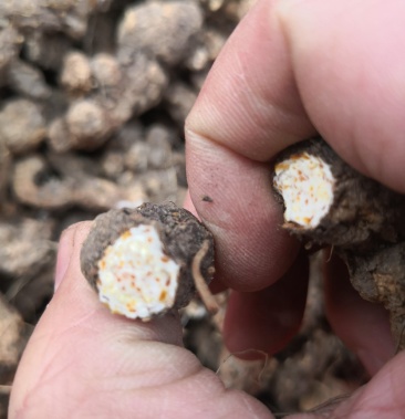 大别山苍术野生南苍术茅苍术浓香扑鼻