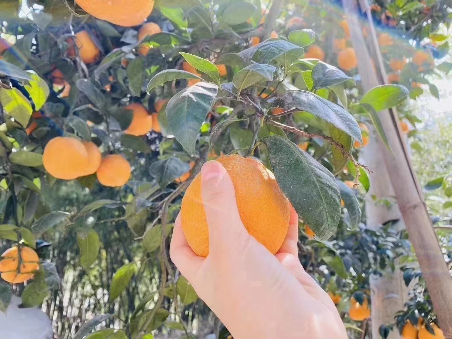家庭采摘与食用场景