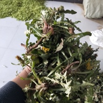 新鲜蒲公英野生蒲公英带跟带花婆婆丁荠荠菜野菜
