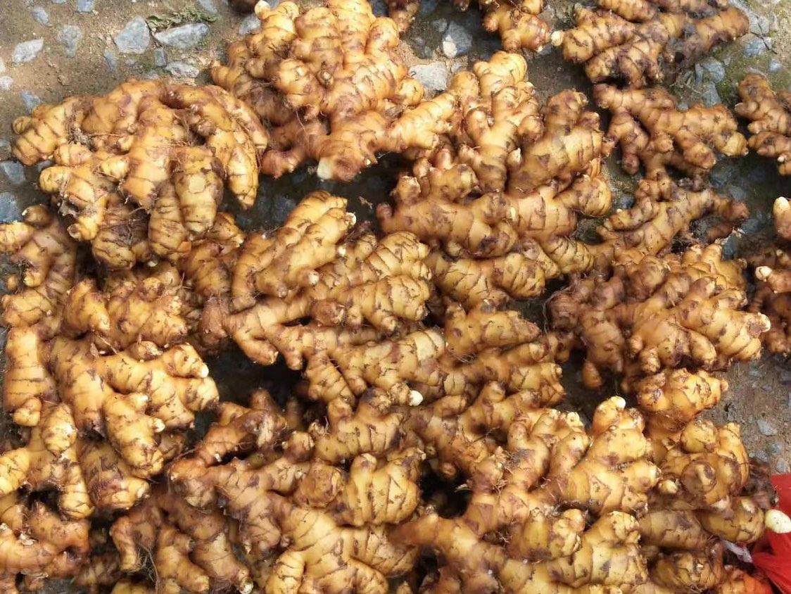 大块老姜特写展示,展示其饱满的块茎和金黄色姜肉 大块老姜的外观特征