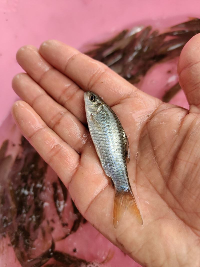 青竹鱼苗,青竹鲤,一手货源,苗场直销,欢迎订购