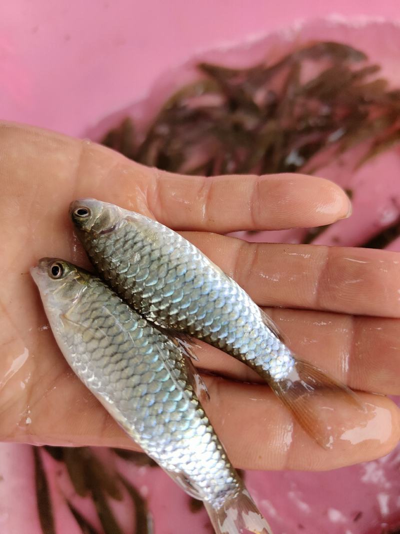 青竹鱼苗,青竹鲤,一手货源,苗场直销,欢迎订购