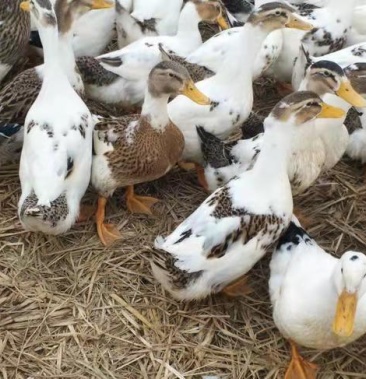 花边鸭苗花肉鸭苗黑白花肉鸭苗全国发货疫苗齐全
