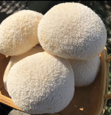 猴头菇鲜品基地直供