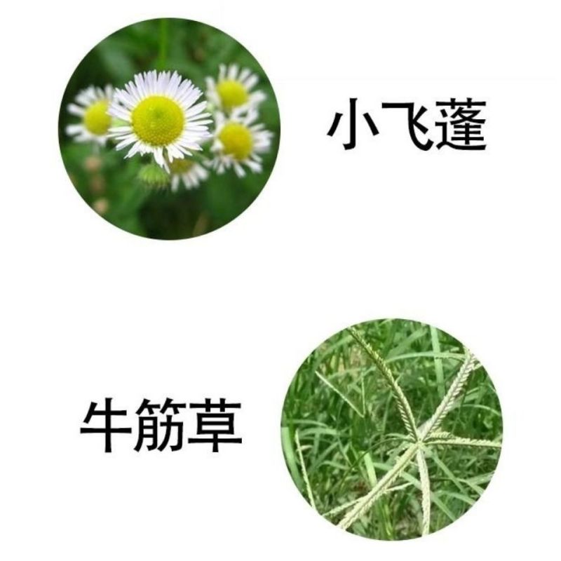 利尔欢刀20%乙羧氟草醚草铵膦牛筋草小飞蓬马齿笕除杂草剂