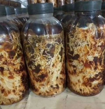 天麻两菌枝条蜜环菌