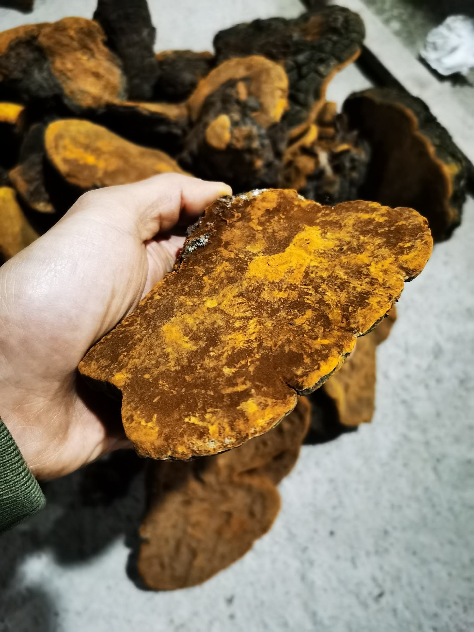 [隐孔菌批发]隐孔菌又名须元芝产地云南怒江大峡谷一手货源价格190.