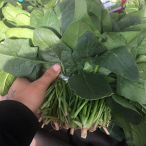 菠菜精品打捆菠菜、质量漂亮货干净
