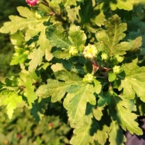 盆栽菊花欧洲菊清明菊花