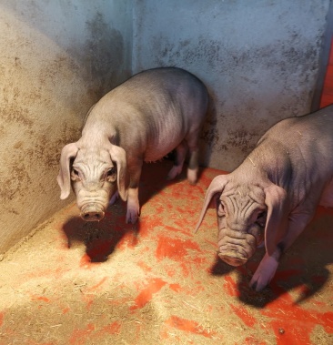 热卖中二元仔猪黑猪太湖母猪猪仔猪苗防疫到位放心选购