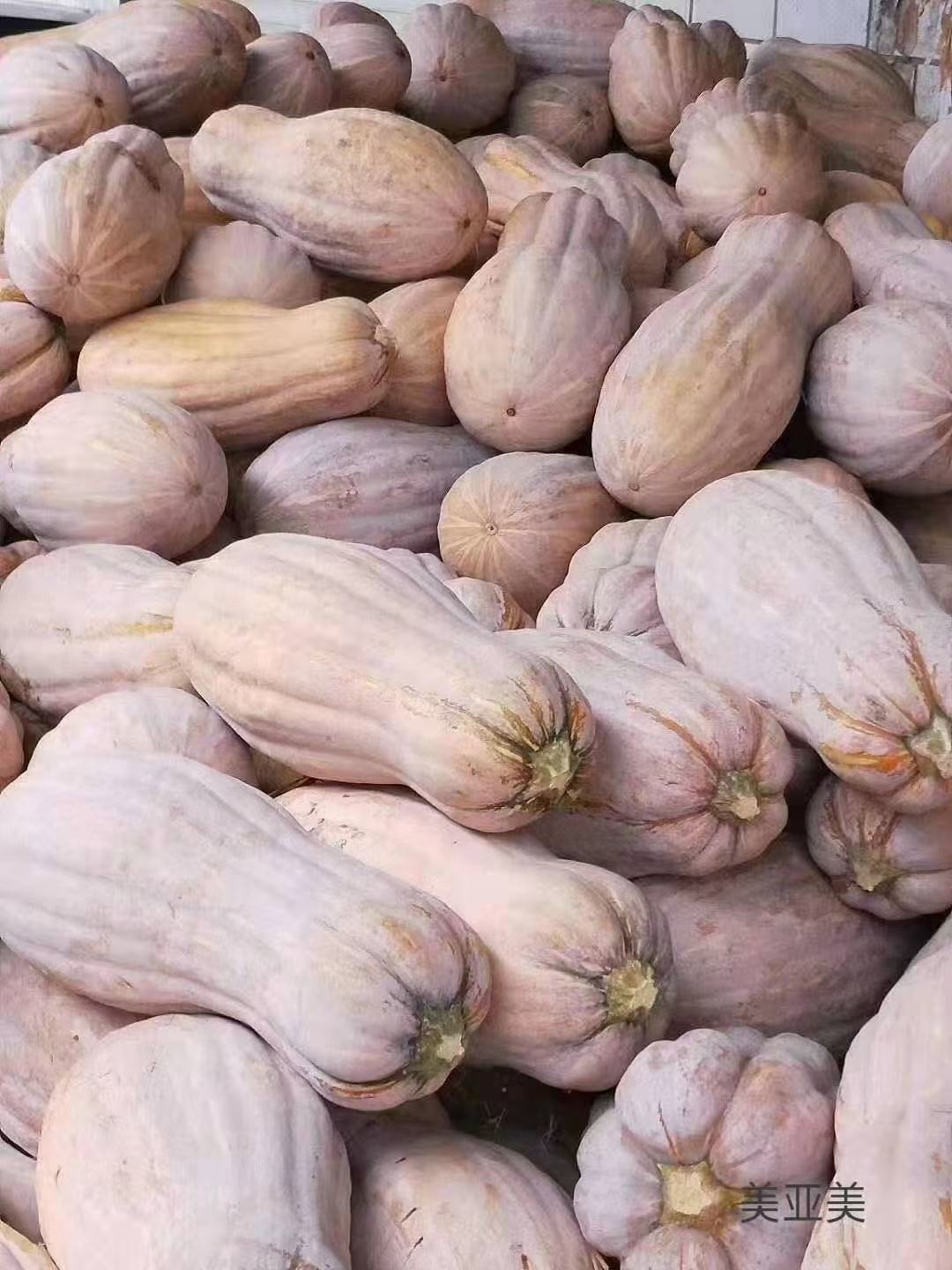 [老南瓜批发]金韩蜜本,,,,,,,,,,,,,,,,.,,,,,,价格0.