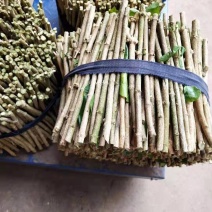 茉莉花枝条批发，茉莉花苗批发