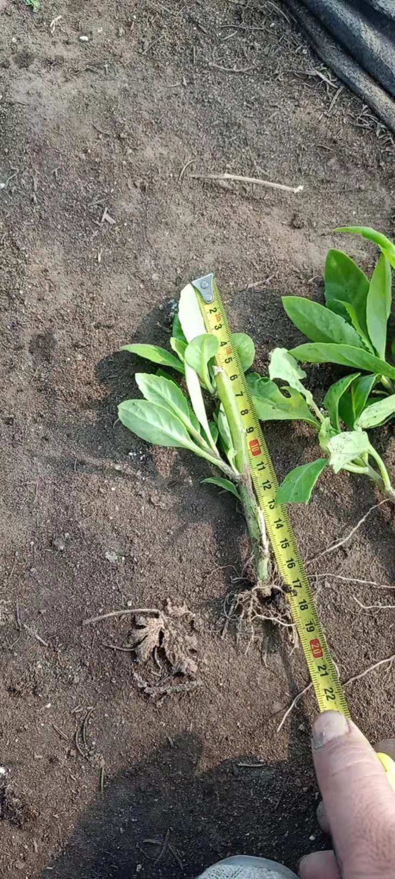 青岛基地种植明月草金鸡毛草救命菜长寿草枝条