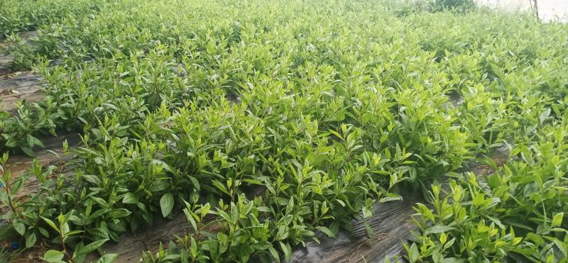 青岛基地种植明月草金鸡毛草救命菜长寿草枝条