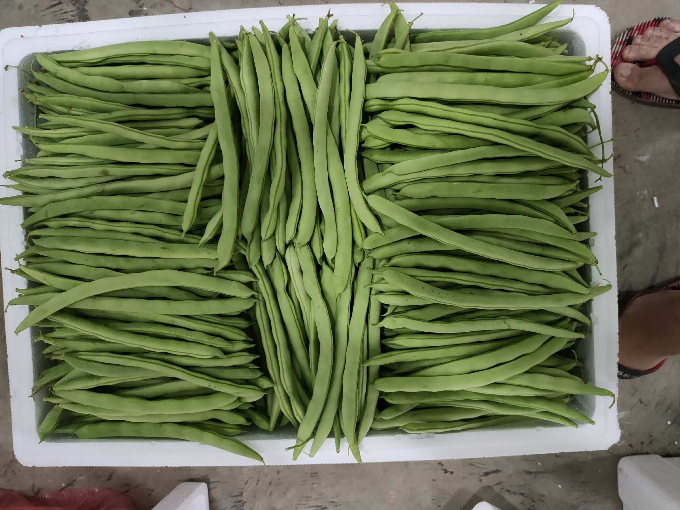 新鲜翠绿的四季豆特写