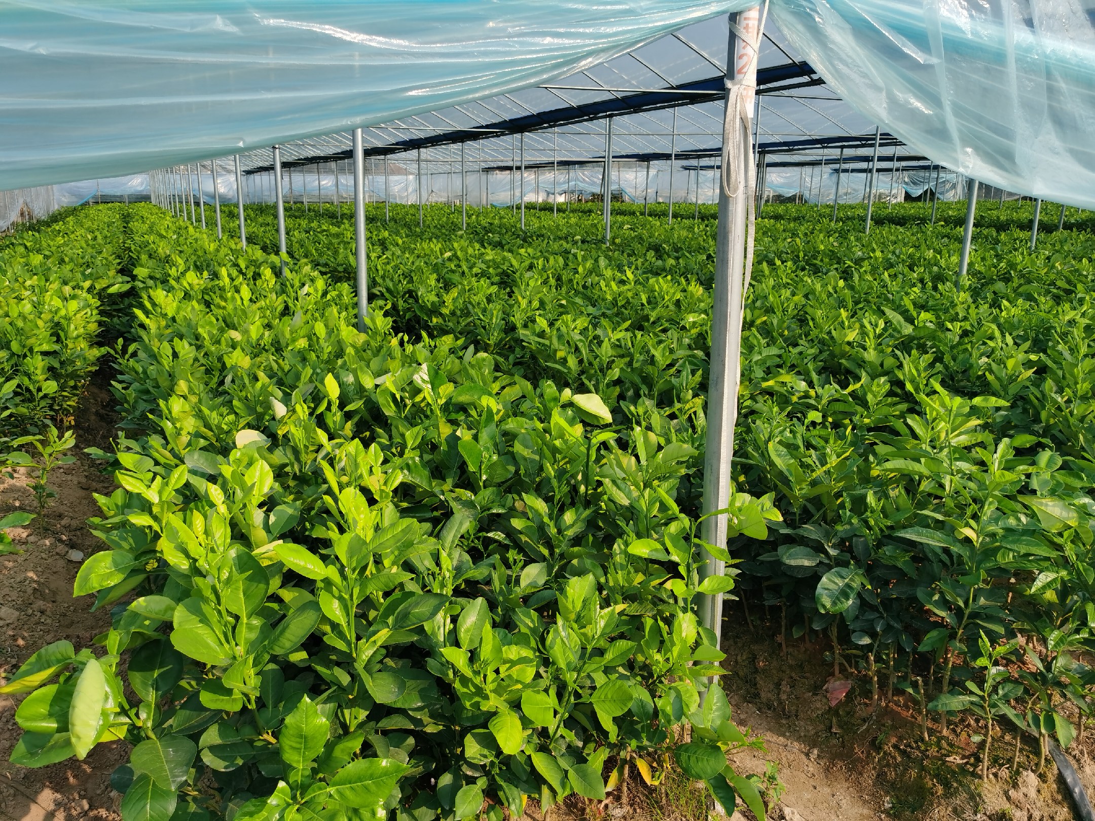 三红蜜柚种苗基地全景