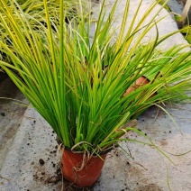 金叶黄菖蒲黄金菖蒲青州花卉基地直发