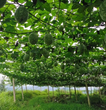 越蒌三号吊瓜苗农科院一代籽培