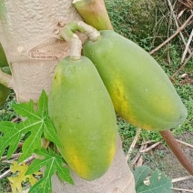 木瓜大青木瓜大量上市