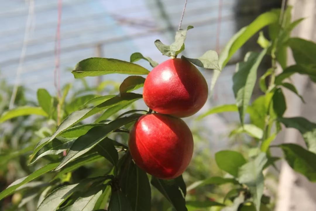 中油27油桃花期与幼果期对比图