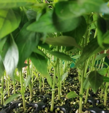 小米椒苗天香小米椒苗椒多多小米椒苗小拱棚小米椒苗大拱棚