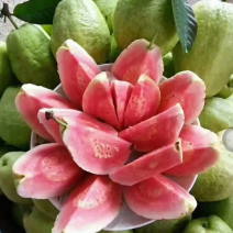 [结果快]番石榴苗红宝石芭乐苗珍珠番石榴苗包邮