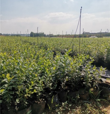 春高蓝莓苗/春高蓝莓苗价格/春高蓝莓苗品种介绍