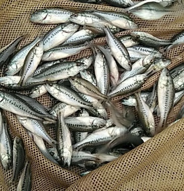 优鲈3号鲈鱼苗 加州鲈鱼苗 鱼苗质量决定收成规格齐全