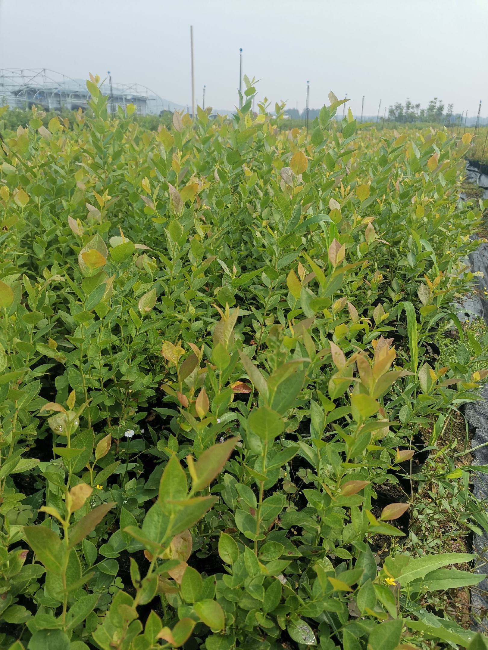 [蓝莓苗批发]德雷珀蓝莓苗/德雷珀蓝莓苗价格/德雷珀蓝莓苗品种介绍