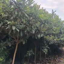 盐城枇杷树产地3/4/5/6公分枇杷树价格枇杷树基地