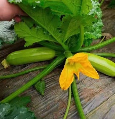 西葫芦苗无限生长型产量高抗性强苗厂直发品质保证