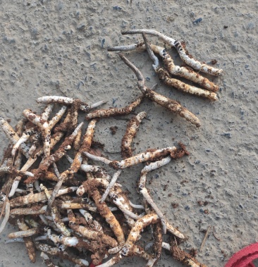 贵州亚香棒古尼虫草中药材松桃泡酒野生虫草新鲜湘西冬虫夏草