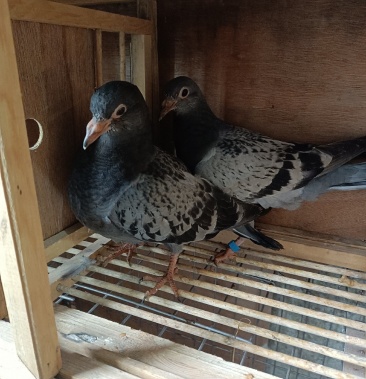 雨点青年信鸽一对詹森血系